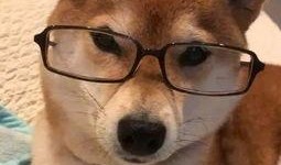 吃瓜娱乐小狗表情包,萌态可掬，笑点满满