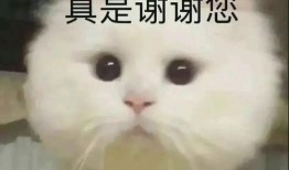 吃瓜表情包沙雕,笑出腹肌的欢乐源泉