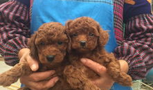 娱乐圈吃瓜爆料弟弟泰迪,泰迪弟弟吃瓜爆料，揭秘幕后真相