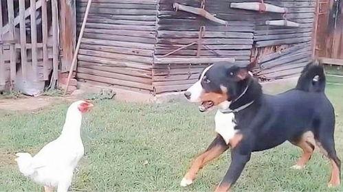 鸡犬不宁,揭秘社区和谐背后的矛盾与冲突